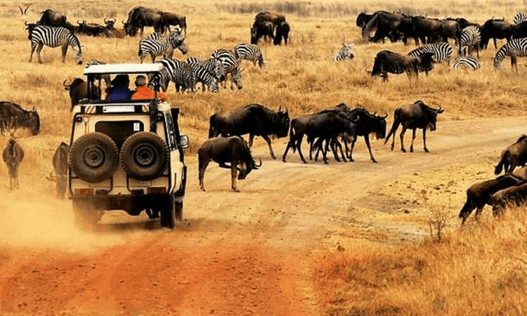 Kenya Safari Explorer image 2